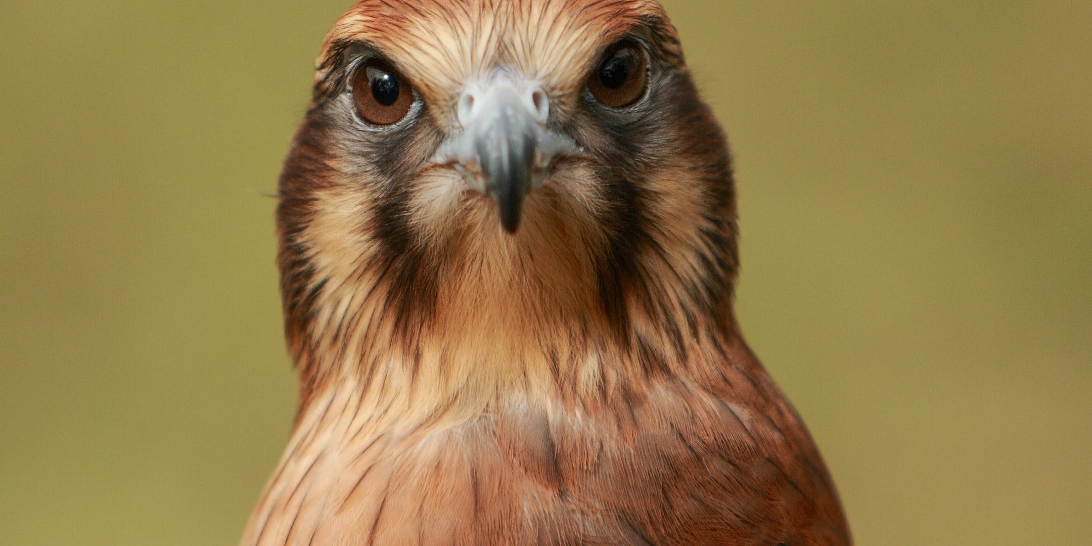 00_Cetrería_Fotografica_