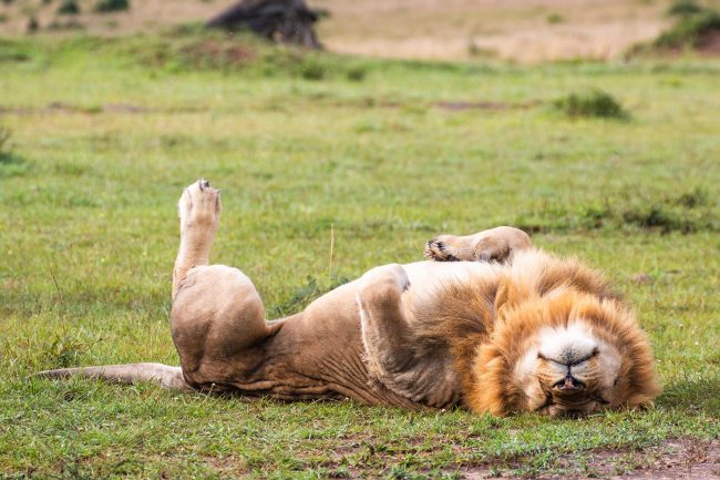 KENIA 2023, EN BUSCA DE LOS “BIG FIVE”